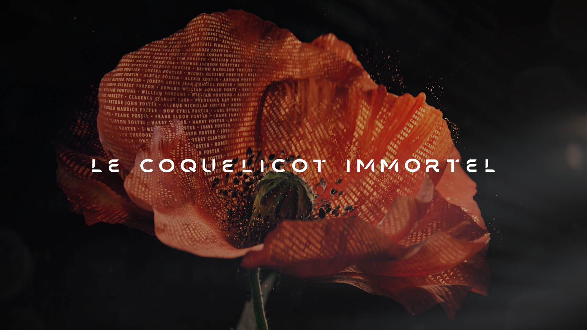 Coquelicots immortels